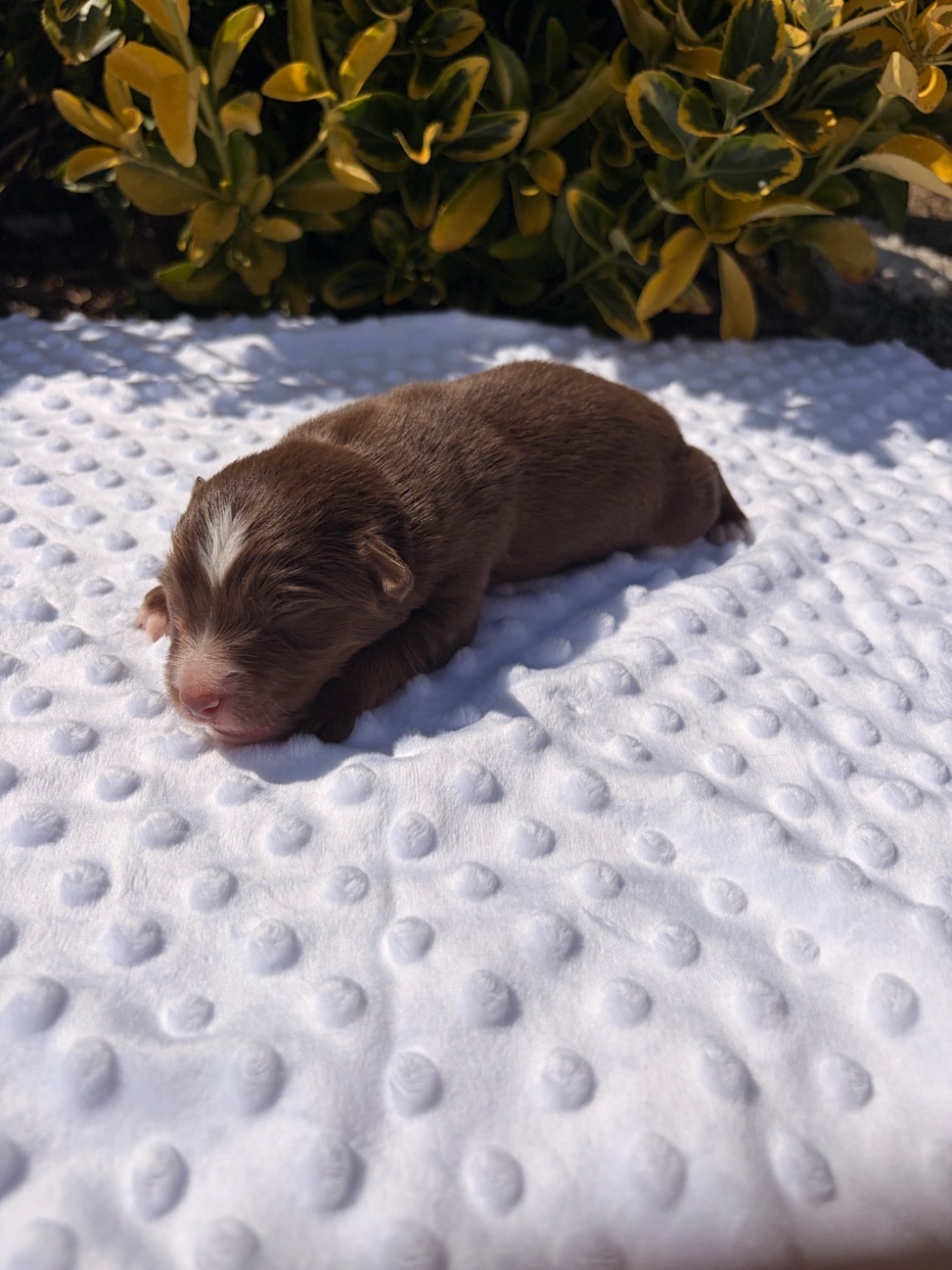 The Pheyty's Keeper - Chiots disponibles - Berger Américain Miniature 