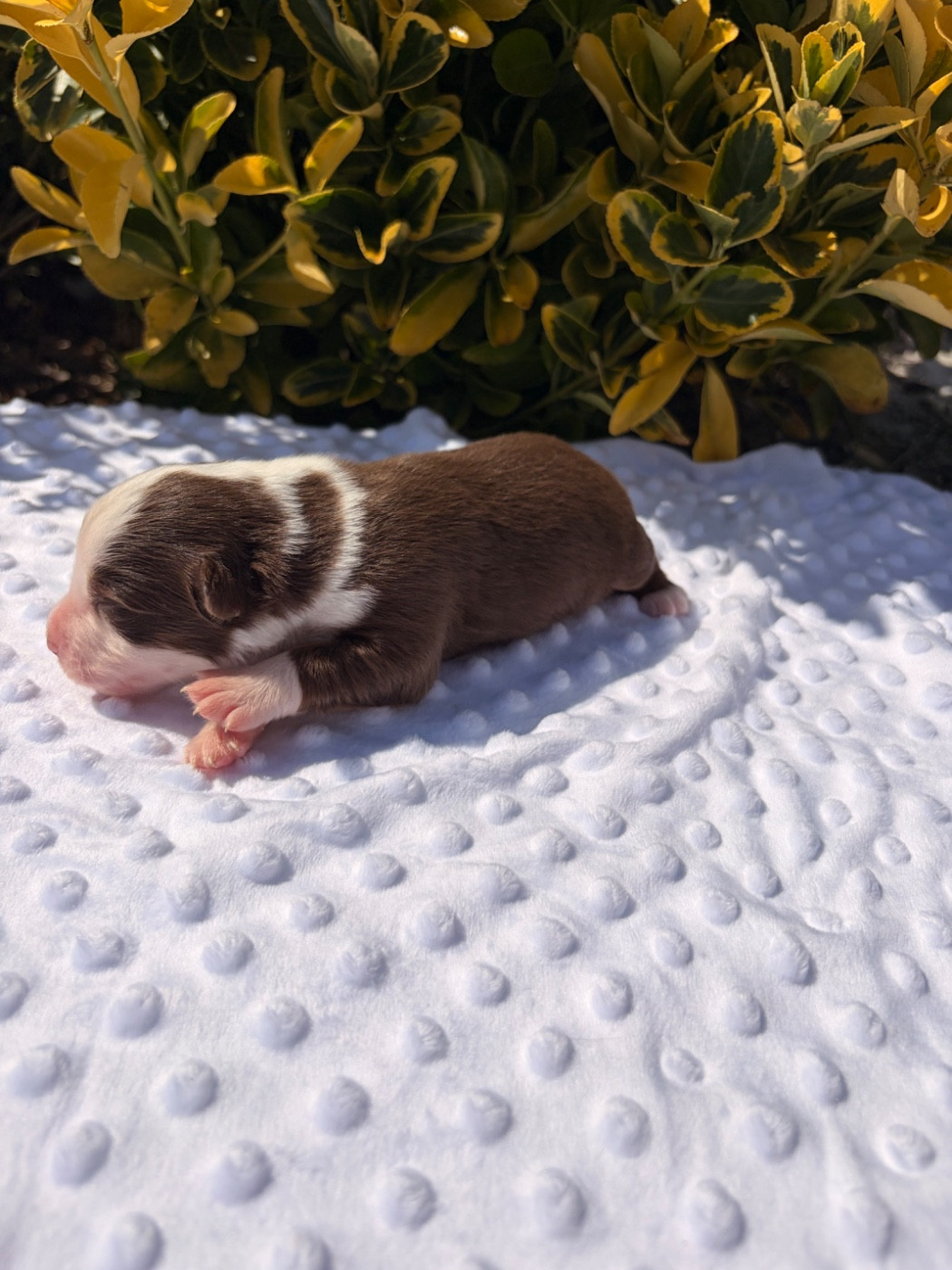 The Pheyty's Keeper - Chiots disponibles - Berger Américain Miniature 