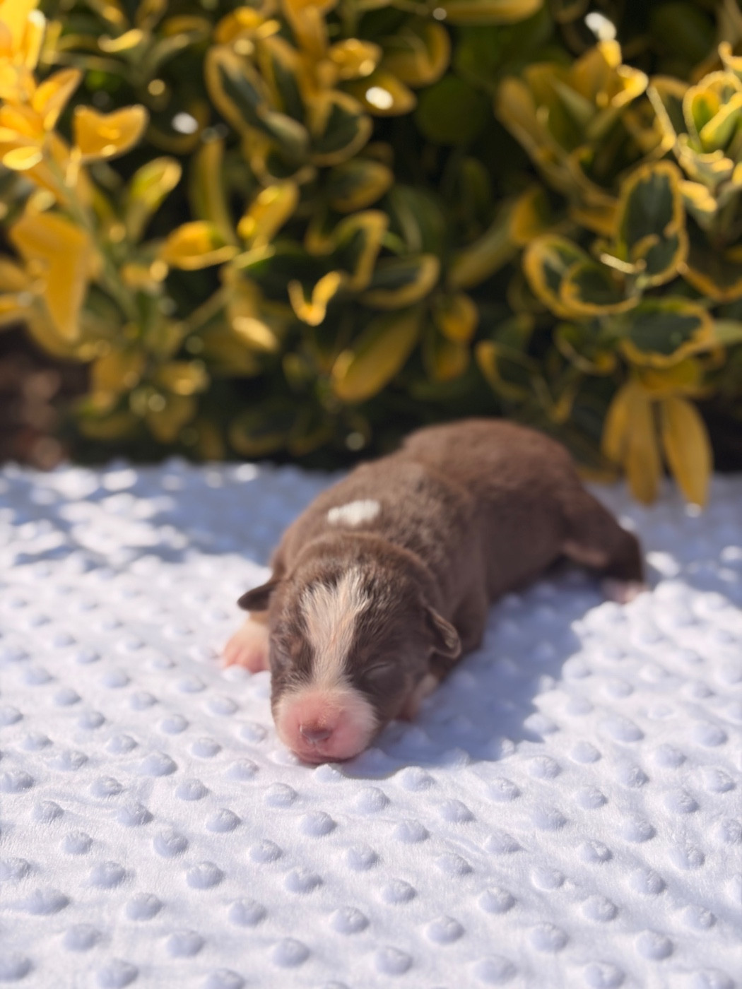 The Pheyty's Keeper - Chiots disponibles - Berger Américain Miniature 