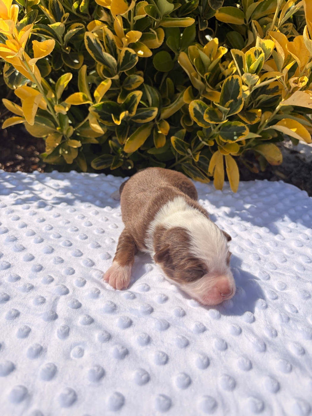 The Pheyty's Keeper - Chiots disponibles - Berger Américain Miniature 