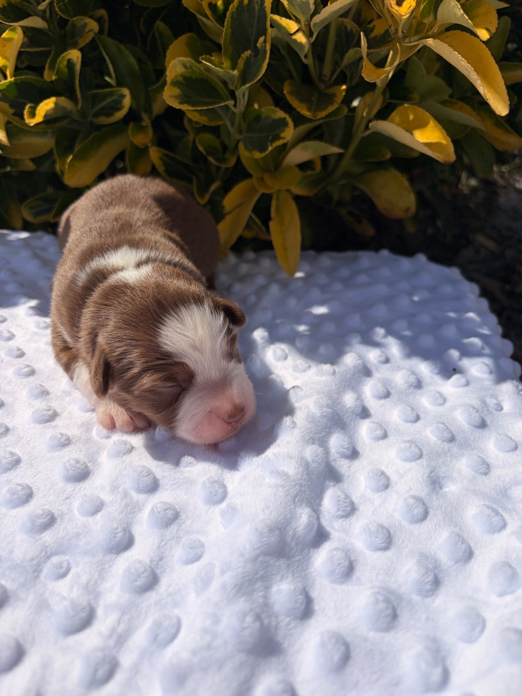 The Pheyty's Keeper - Chiots disponibles - Berger Américain Miniature 