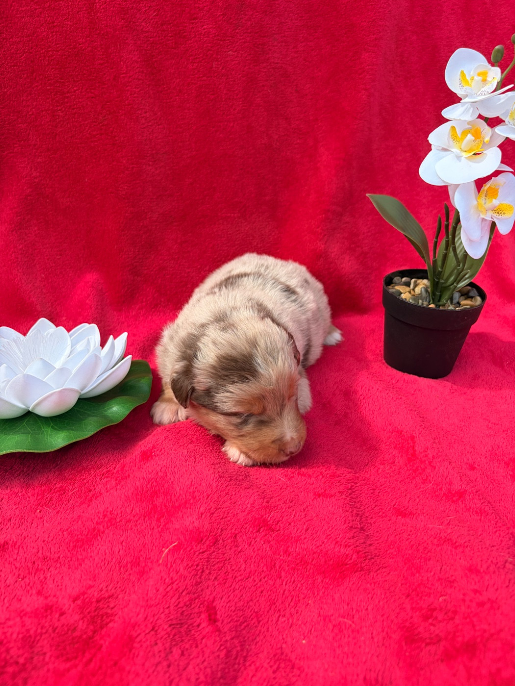 The Pheyty's Keeper - Chiots disponibles - Berger Américain Miniature 