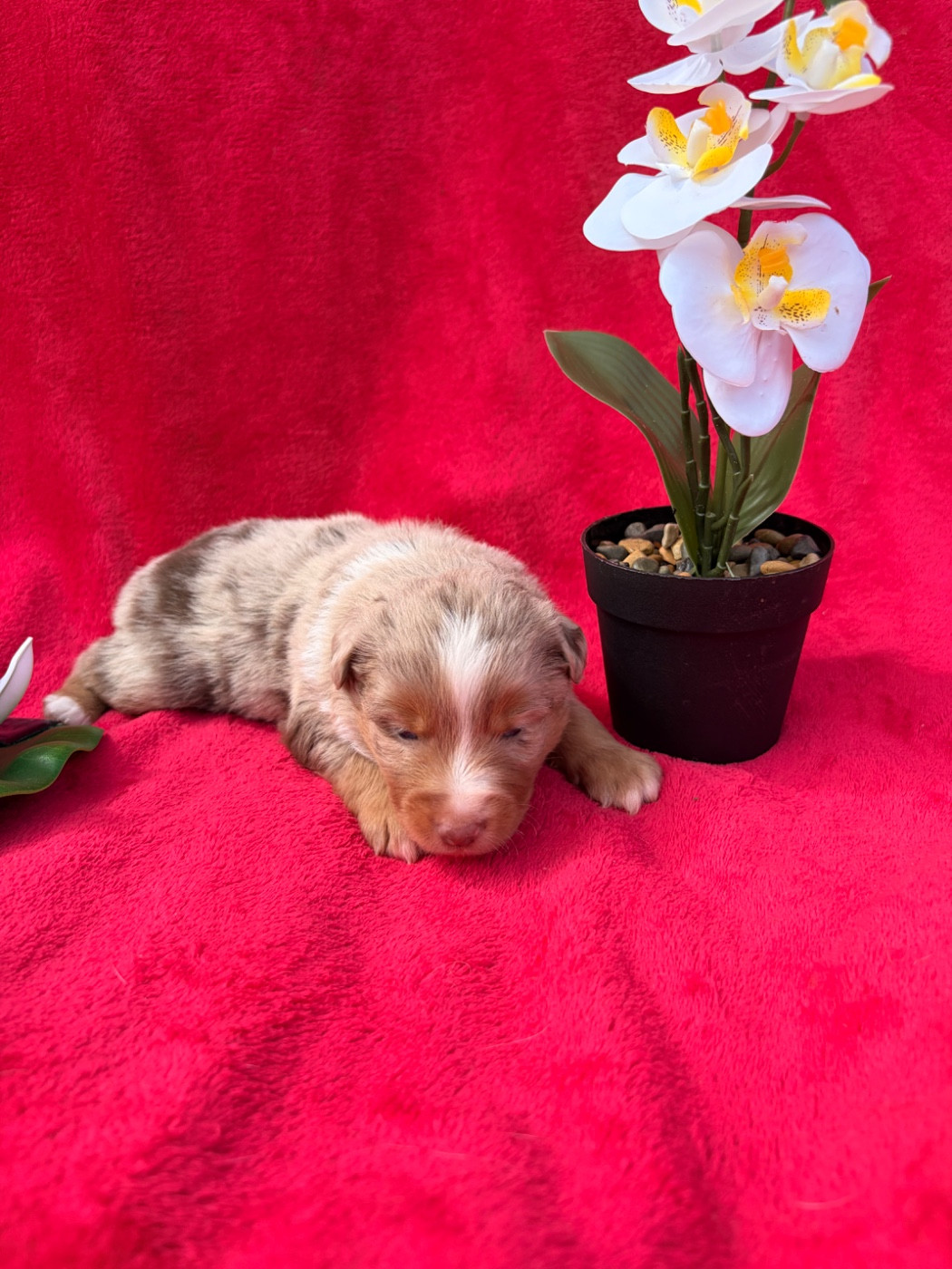 The Pheyty's Keeper - Chiots disponibles - Berger Américain Miniature 