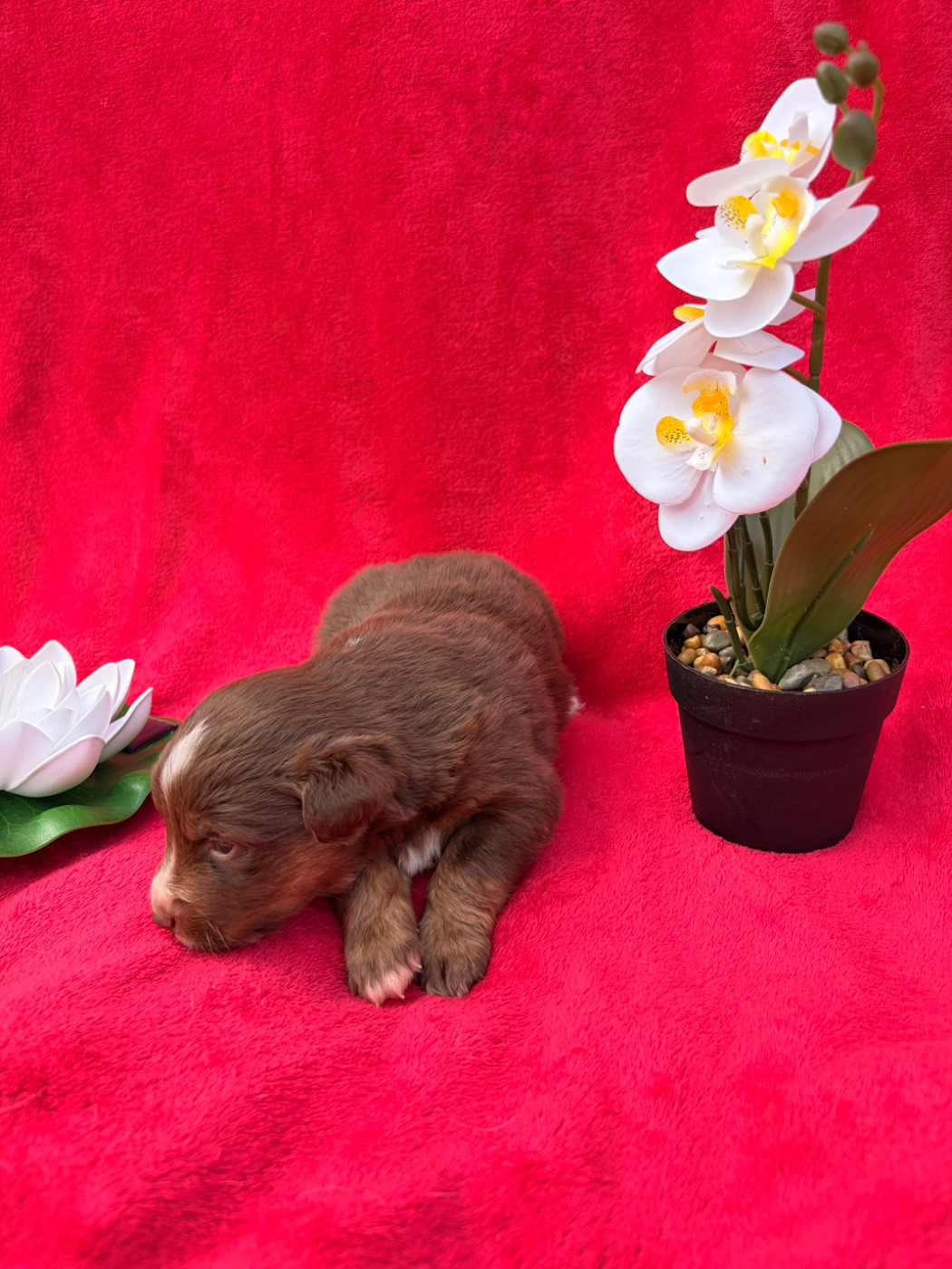 The Pheyty's Keeper - Chiots disponibles - Berger Américain Miniature 