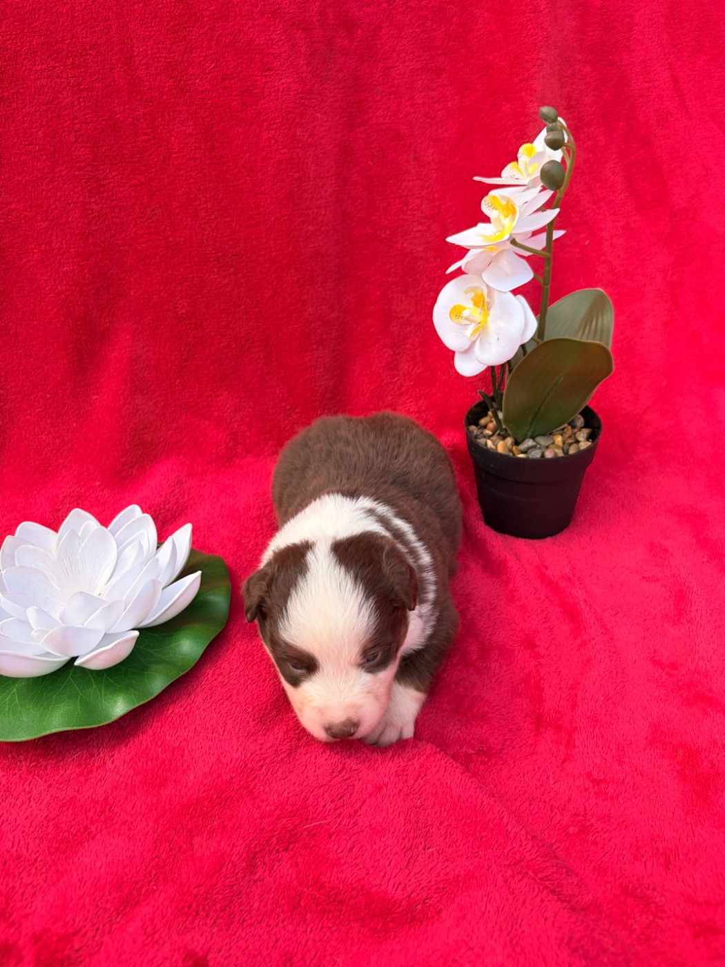The Pheyty's Keeper - Chiots disponibles - Berger Américain Miniature 