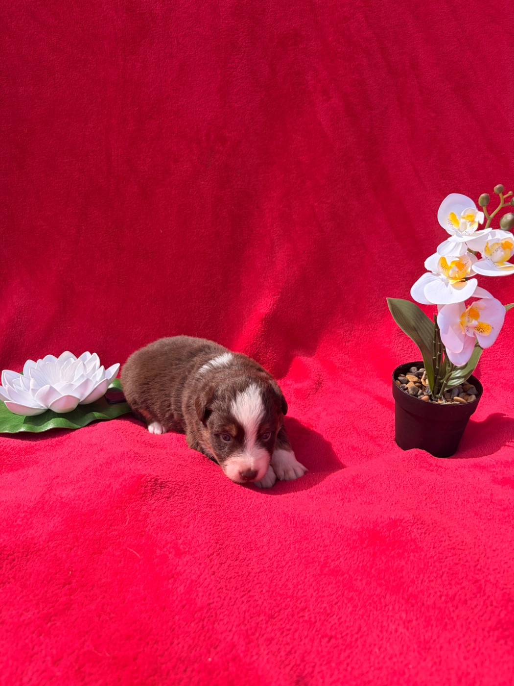 The Pheyty's Keeper - Chiots disponibles - Berger Américain Miniature 