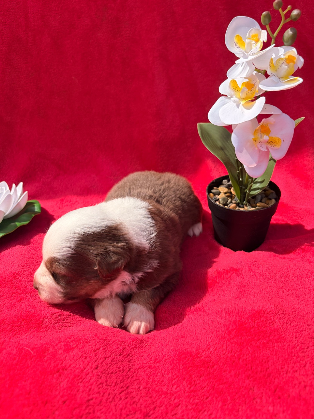 The Pheyty's Keeper - Chiots disponibles - Berger Américain Miniature 