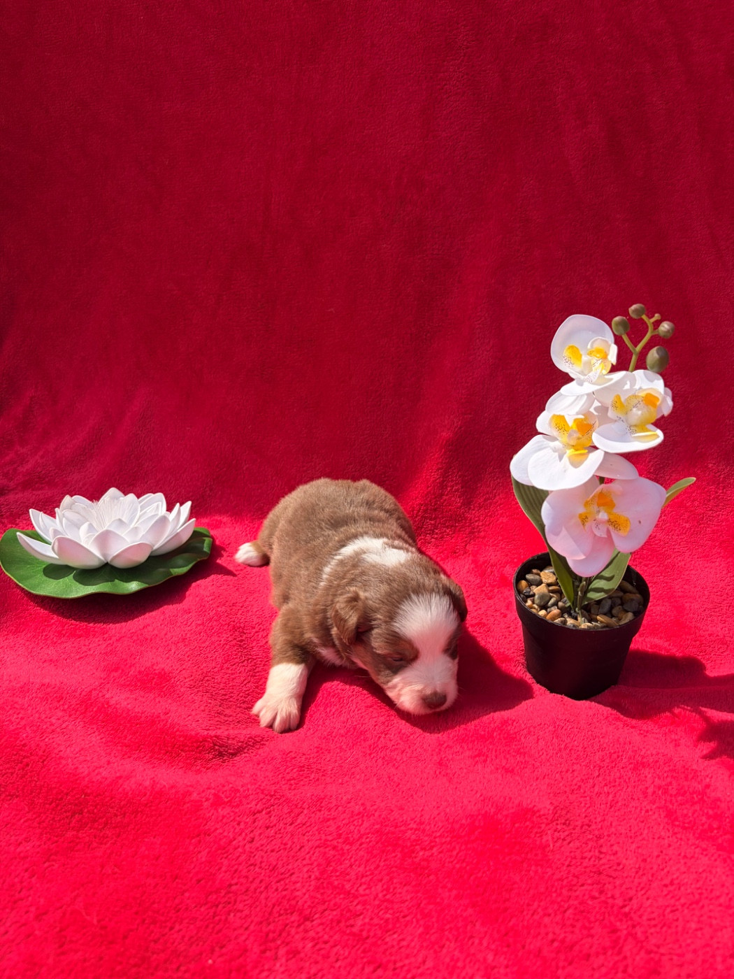 The Pheyty's Keeper - Chiots disponibles - Berger Américain Miniature 