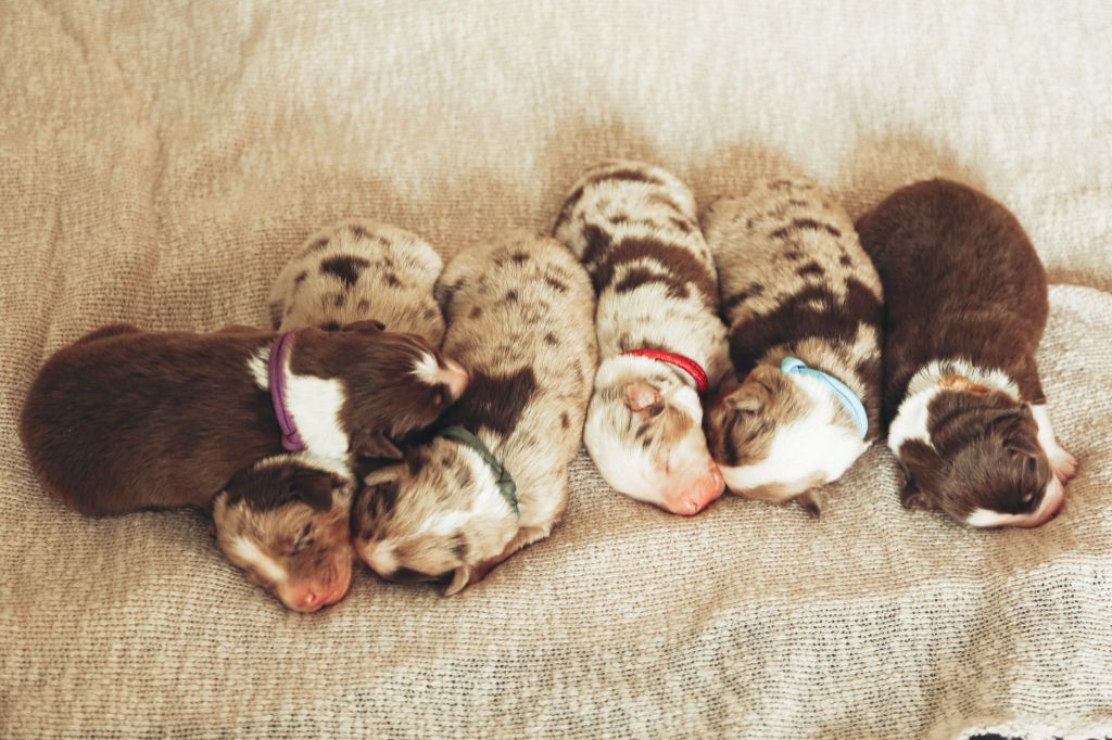 Chiot Berger Américain Miniature The Pheyty's Keeper